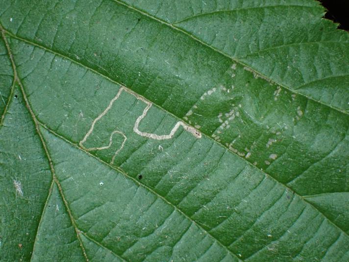 Stigmella microtheriella