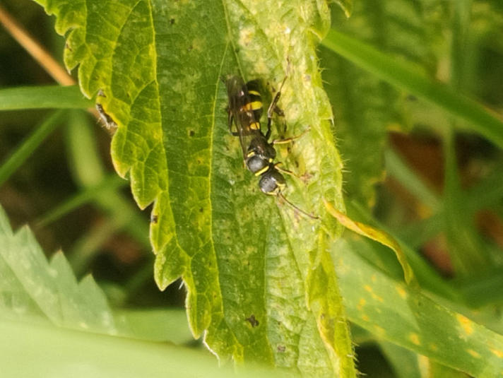 Lestiphorus bicinctus