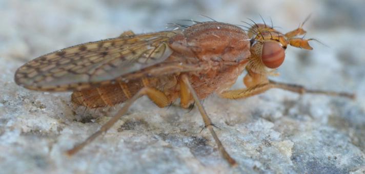 Pherbina sp.