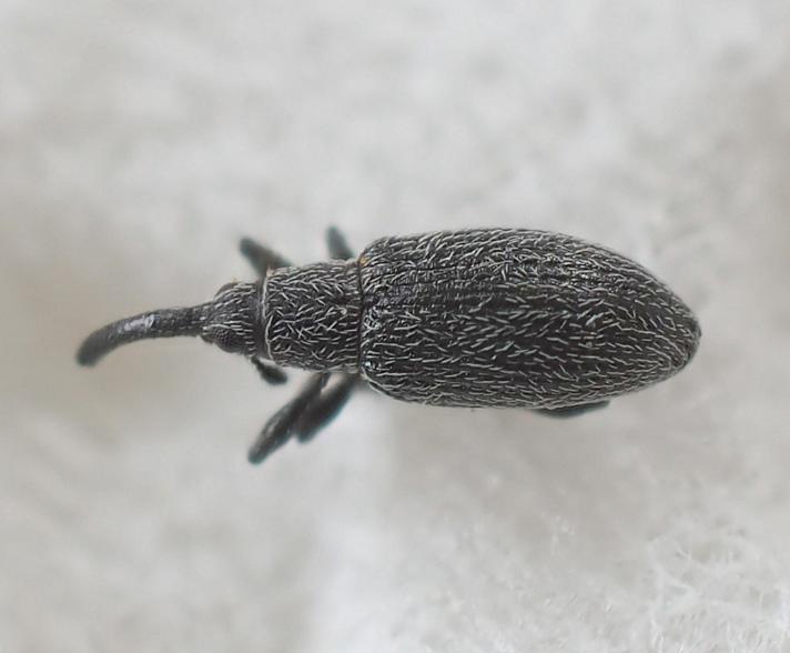 Apion seniculus