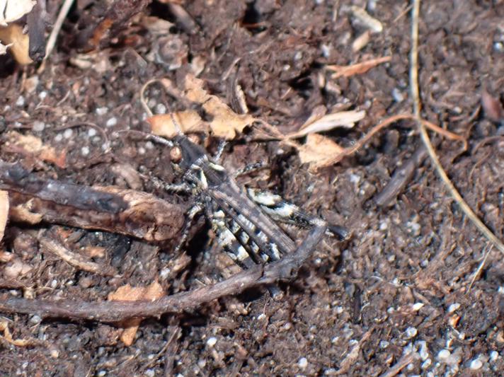Køllegræshoppe (Myrmeleotettix maculatus)