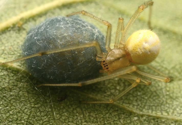 Enoplognatha sp.