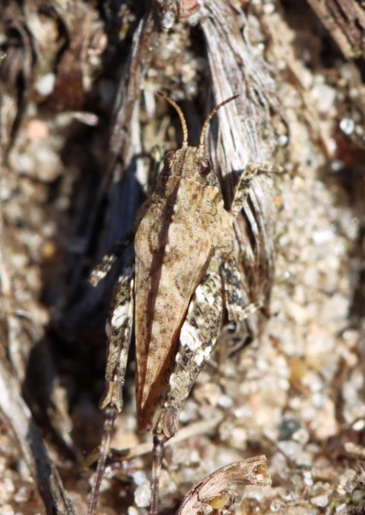 Almindelig Torngræshoppe (Tetrix undulata)
