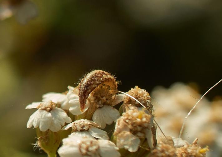 Chrysopa sp.