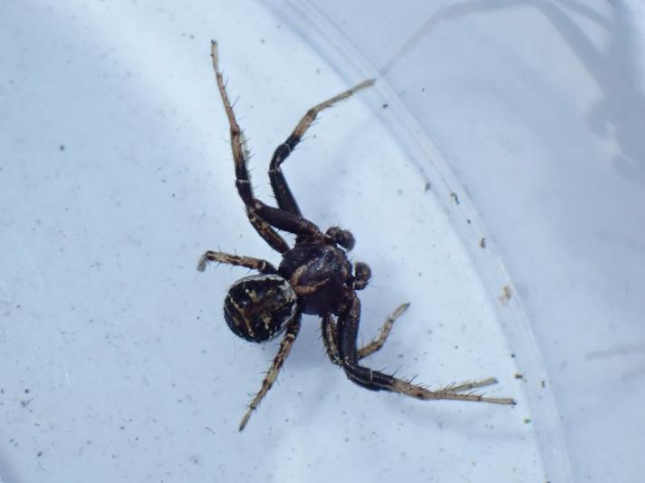 Almindelig Krabbeedderkop