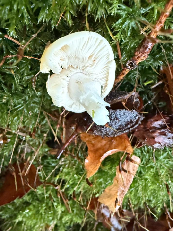 Kugleknoldet Fluesvamp (var. citrina)