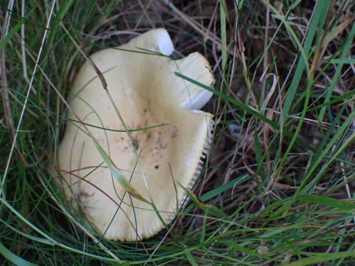 Birke-Skørhat (Russula claroflava)