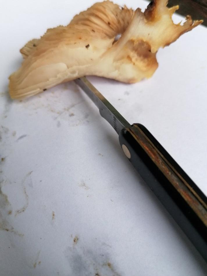 Ringløs Honningsvamp (Armillaria ectypa)