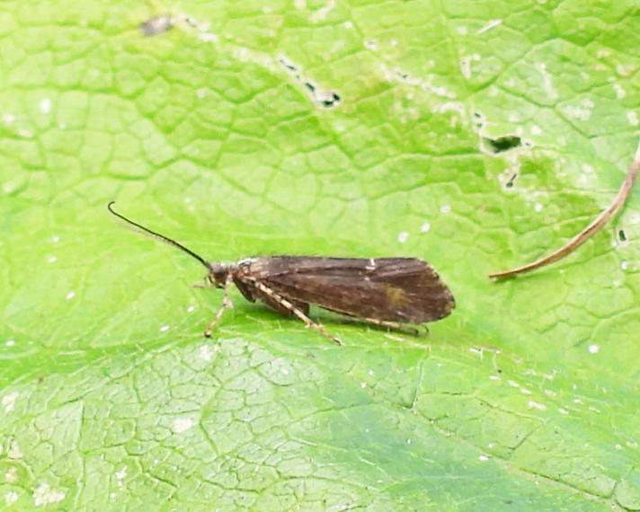 Hydropsyche angustipennis