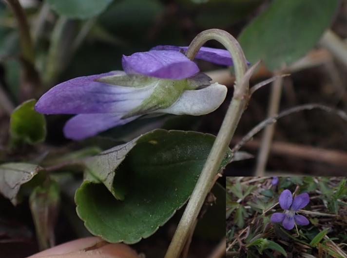 Krat-Viol (Viola riviniana)