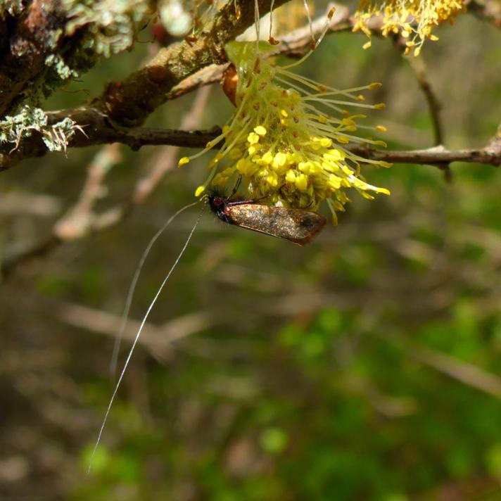 Pilelanghornsmøl (Adela cuprella)