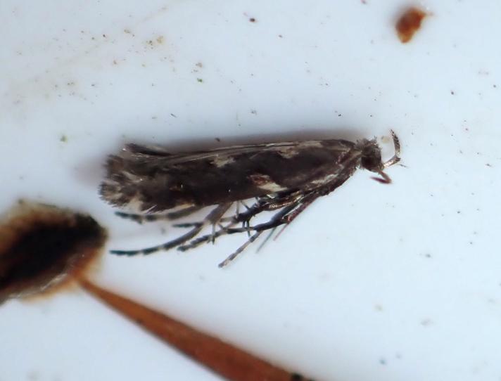Pileurtstyltemøl (Calybites phasianipennella)