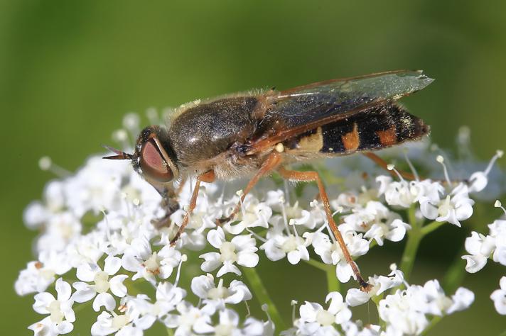 Odontomyia ornata