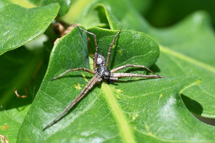 Philodromus dispar