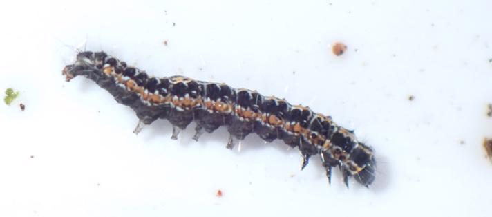 Slangehovedmøl (Ethmia bipunctella)