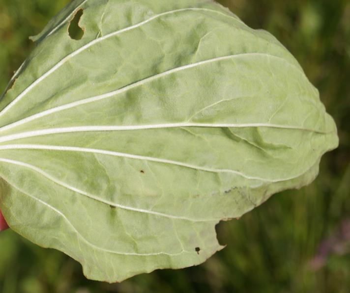 Glat Vejbred (Plantago major ssp. major)