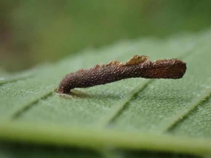 Coleophora limosipennella