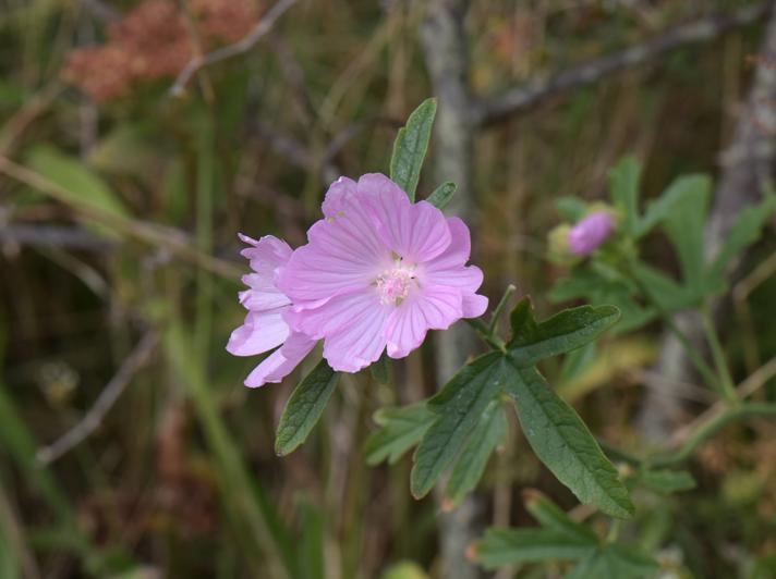 Katost sp.