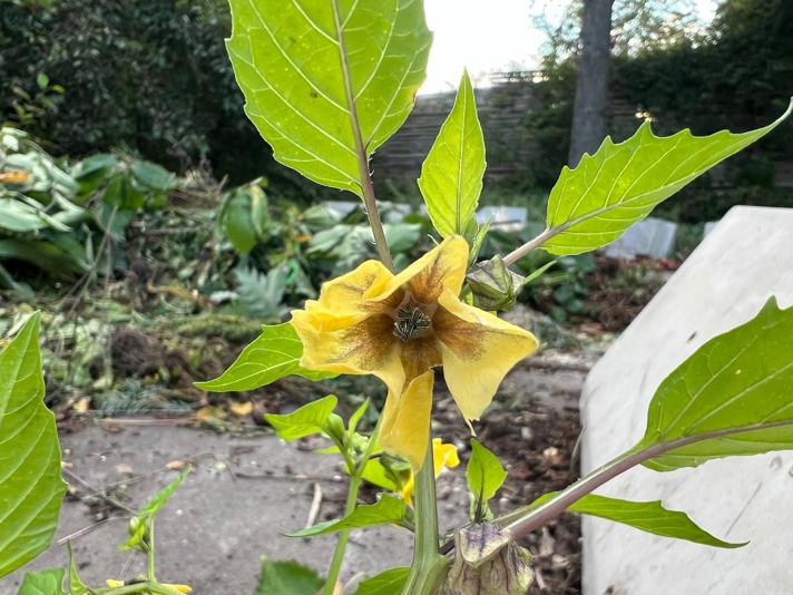 Tomatillo