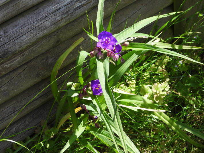 Blomsterjøde