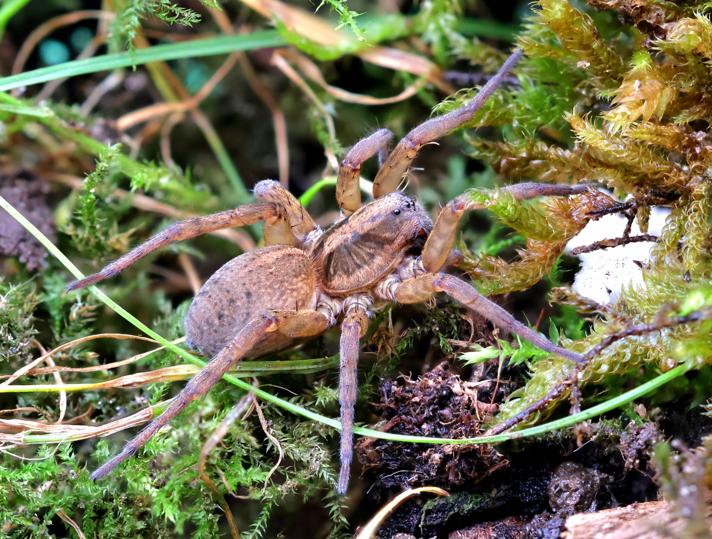 Trochosa sp.