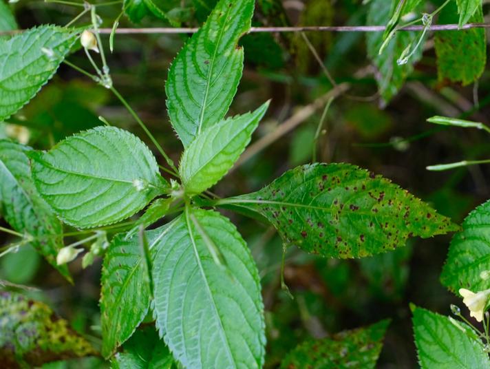 Puccinia komarovii