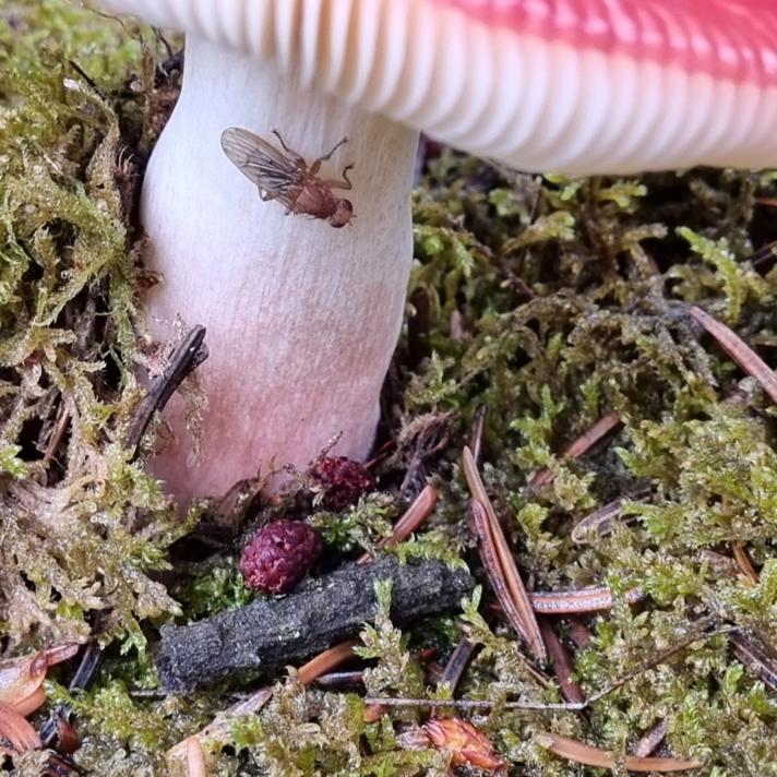 Prægtig Skørhat (Russula paludosa)