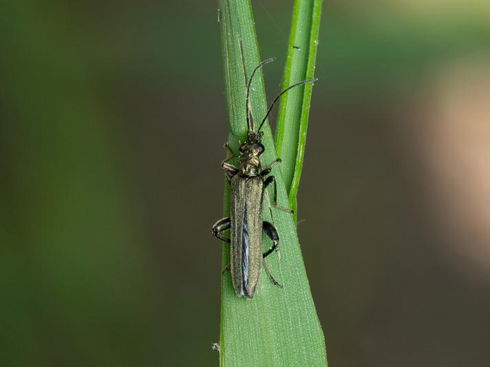 Oedemera sp.