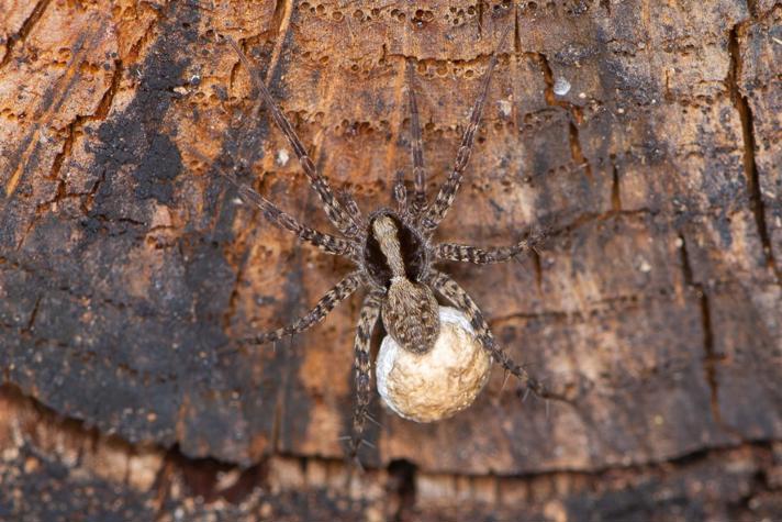 Pardosa lugubris