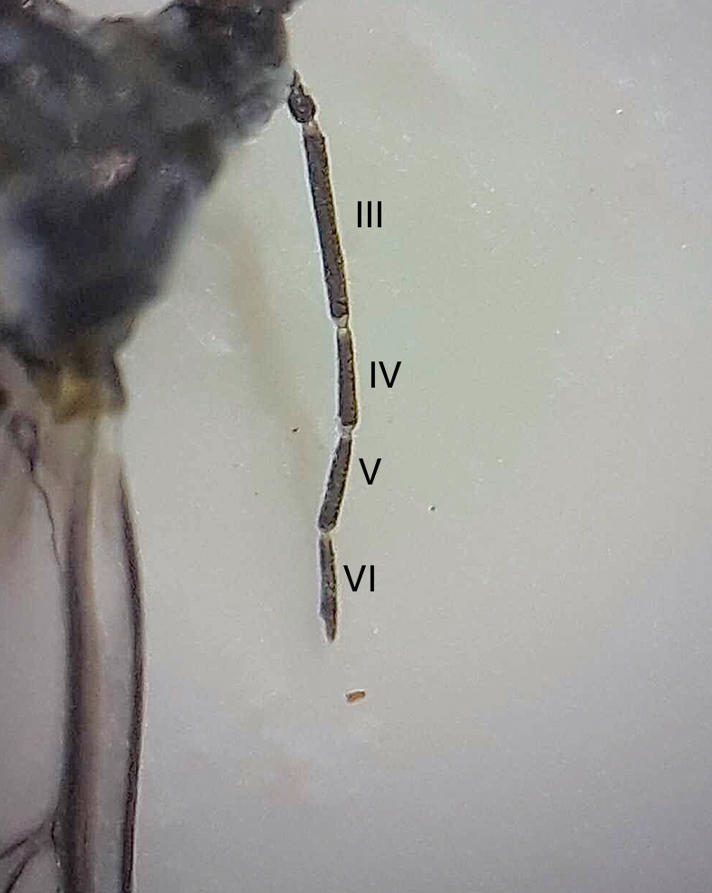Askebladlus (bumeliae)