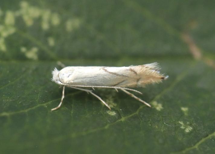 Phyllonorycter harrisella