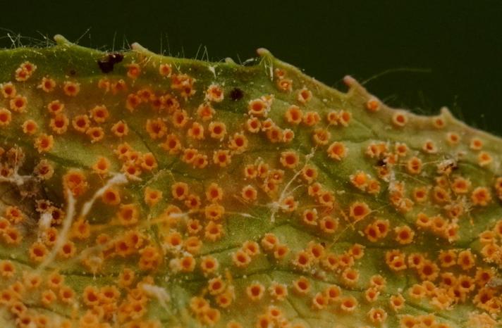 Puccinia pulverulenta