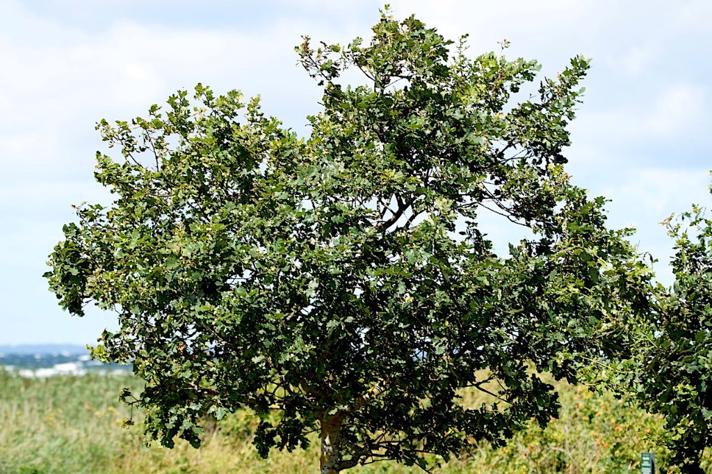 Stilk-Eg (Quercus robur)