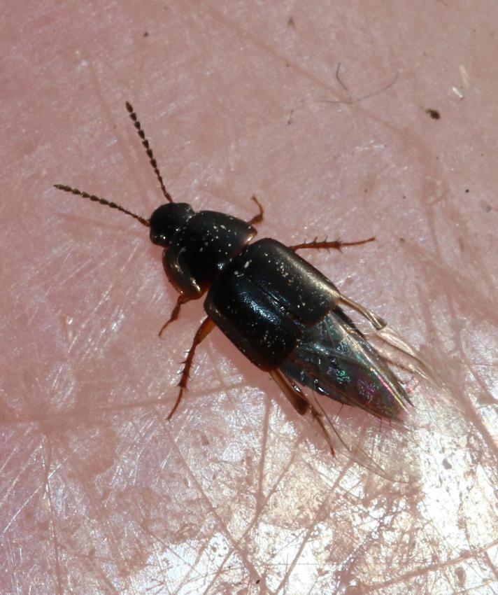 Tachinus signatus