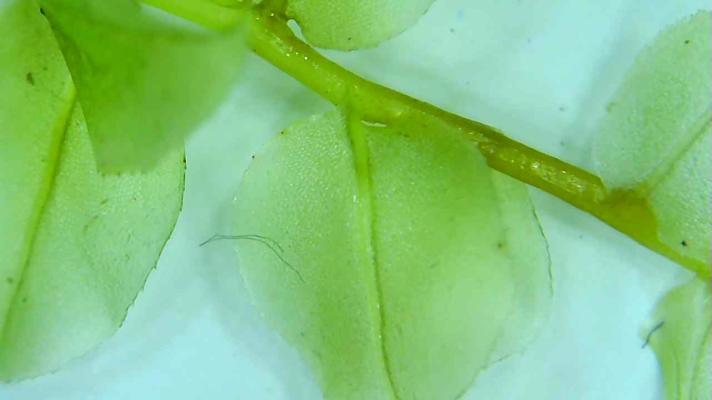 Fælled-Krybstjerne (Plagiomnium affine)