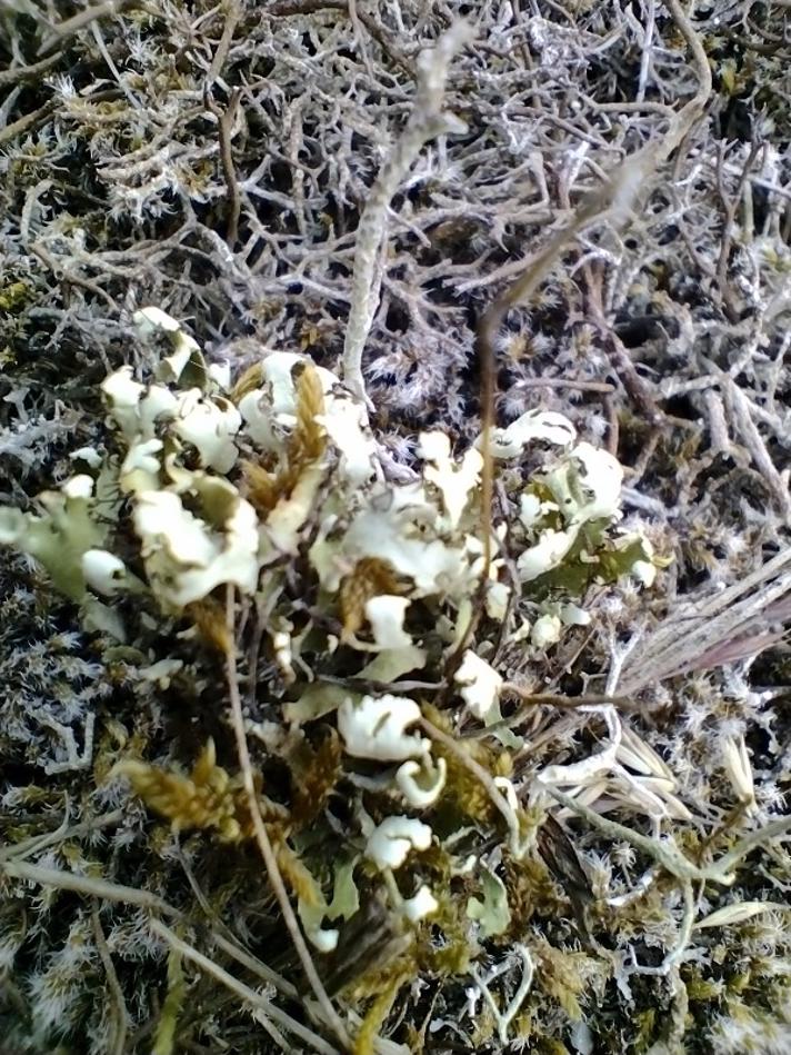Fliget Bægerlav (Cladonia foliacea)