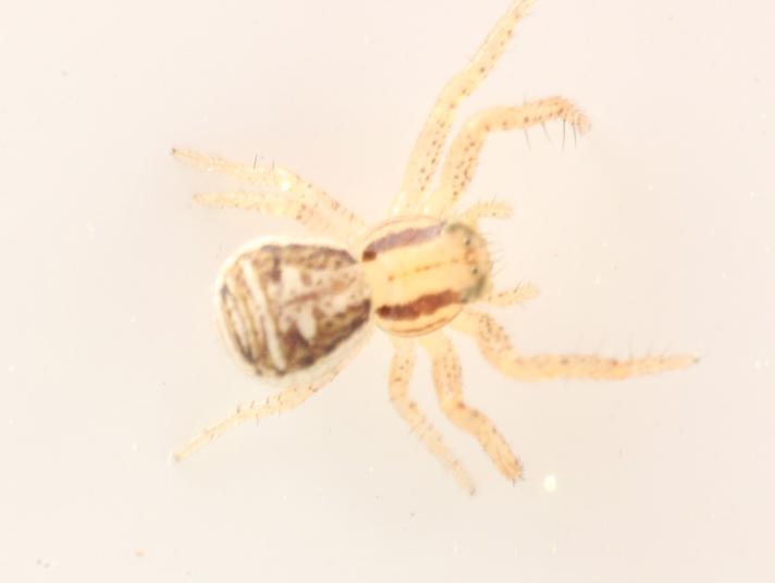 Krabbeedderkop sp. (Xysticus sp.)