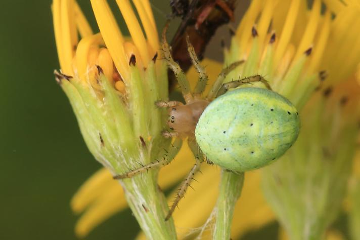 Agurkeedderkop sp.