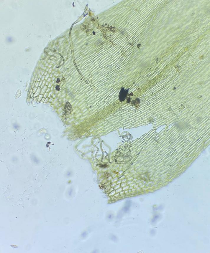Kær-Kortkapsel (Brachythecium mildeanum)