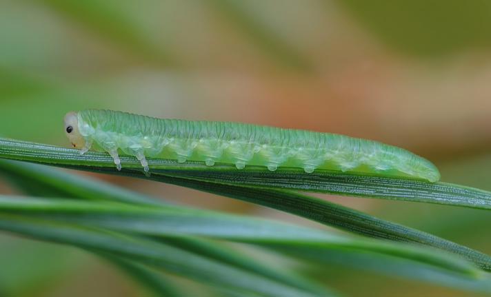 Gilpinia frutetorum