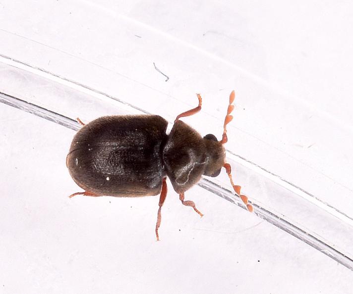 Dorcatoma flavicornis