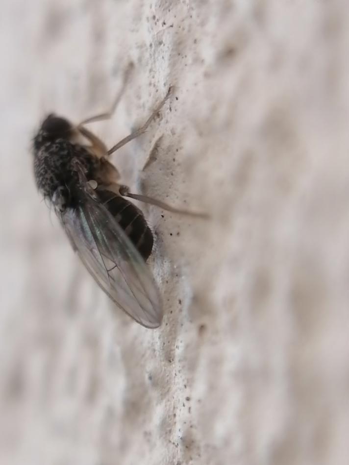 Drosophila hydei