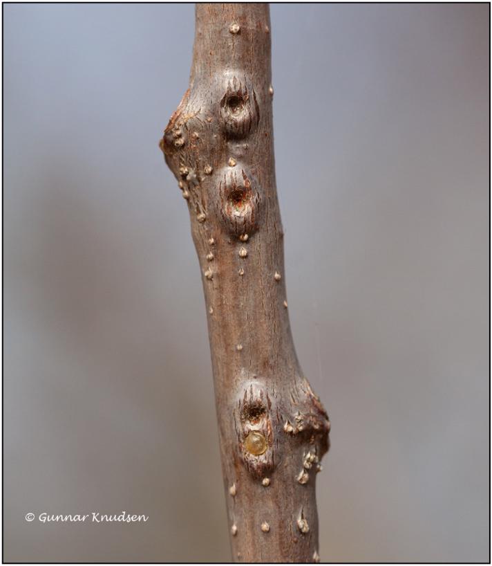 Gylden Egeskjoldlus (Asterodiaspis variolosa)