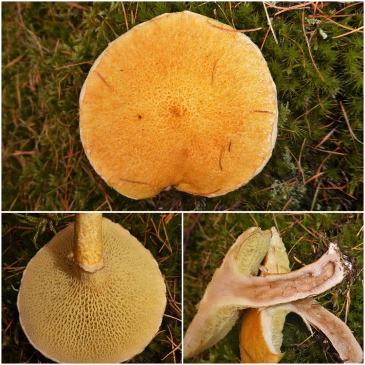 Suillus cavipes f. aureus