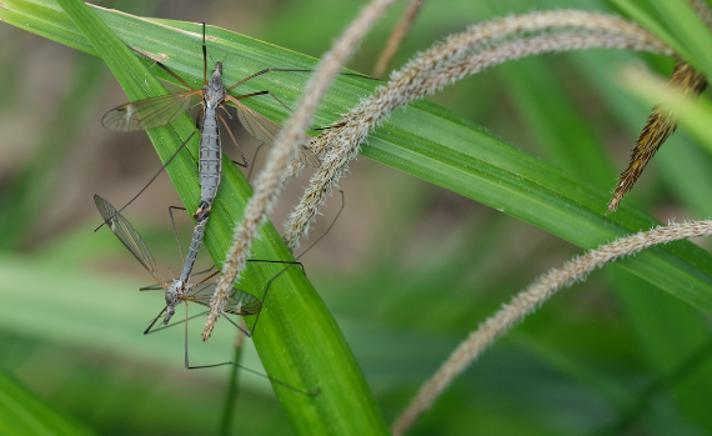 Tipula luna