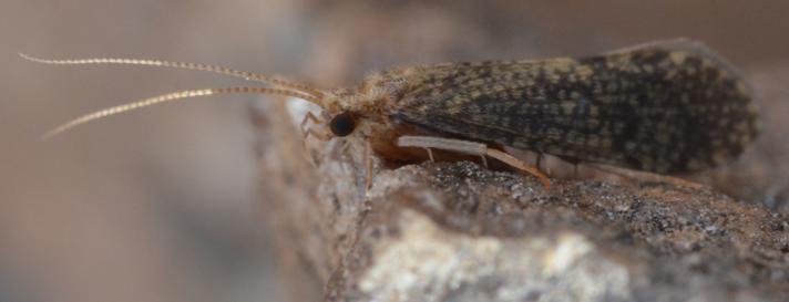 Cyrnus trimaculatus