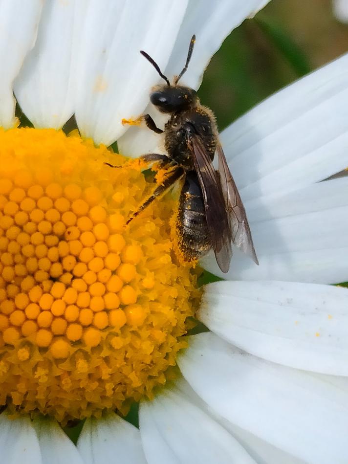 Lasioglossum sp.