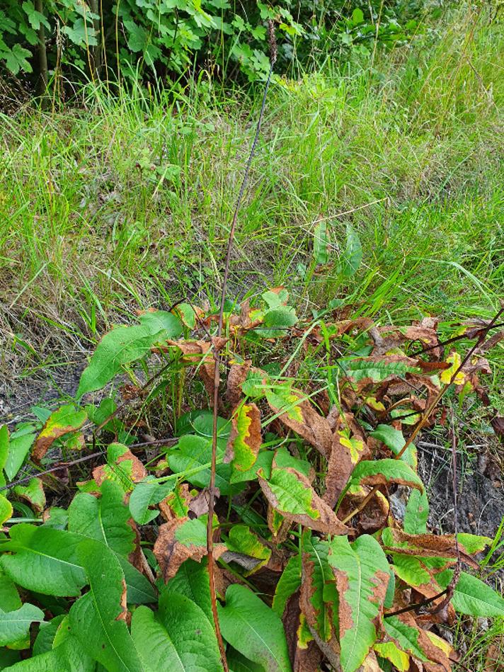 Slangeurt (Bistorta officinalis)
