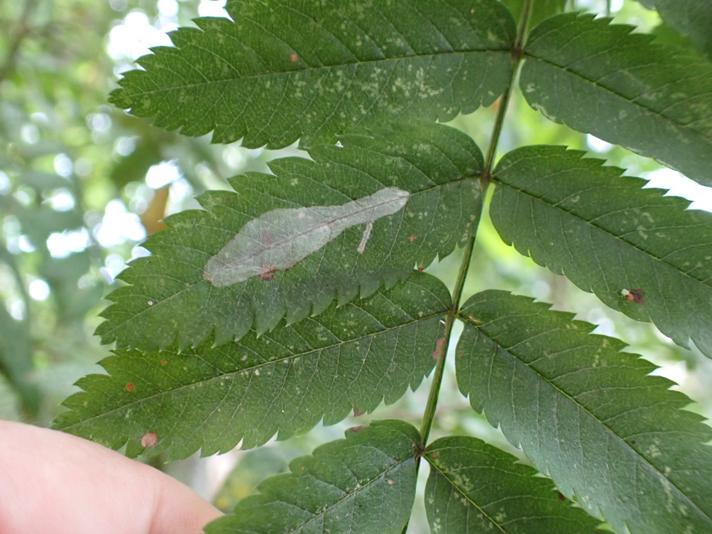 Phyllonorycter leucographella