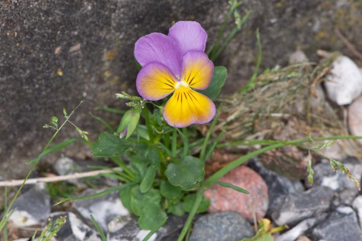 Stedmoderblomst (Viola tricolor)